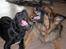 Schæferhund ##  XASCHA ## - stor snak.....