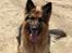 Schæferhund ##  XASCHA ## - hejsa smukke....