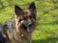 Schæferhund ##  XASCHA ## - lækker uldtot
