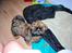 Shih tzu Bamse - Hvad laver du mor?
