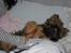 Shih tzu Bamse - Flagermuus....