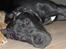 Grand danois ## RICCO ## - 5 mdr  gammel...