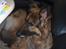Schæferhund ##  XASCHA ## - der er vist lige plads til mig her.....