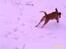 Beagle **Darwin** - Darwin, en vinter hvor det havde sneet