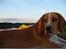 Beagle **Darwin** - "Var der mon nogen der kaldte på mig? Ej, nok ikke:]"