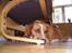 Beagle **Darwin** - Darwin under stolen