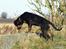 Rottweiler Bimmer 12/8-07 - 6/8-08 - Der er noget spændende der nede!