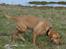 Blanding af racer cosmo R.I.P.