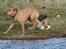 Blanding af racer cosmo R.I.P.