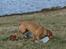 Blanding af racer cosmo R.I.P.