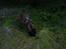 Bayersk bjergsschweisshund Tyson R.I.P 10/10-2008 - Ahhh pind...