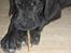 Grand danois ## RICCO ## - 6 uger gammel...