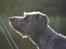 Blanding af racer Oskar *R.I.P.*