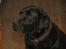 Labrador retriever teddy