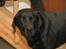 Labrador retriever teddy