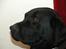 Labrador retriever teddy