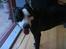 Bayersk bjergsschweisshund Tyson R.I.P 10/10-2008 - Ynglings legekammerat Thor..