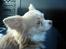 Chihuahua Bailey