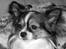 Chihuahua Chili "Rottweileren"RIP - mulighed til tattoo?