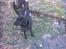 Flat coated retriever Freja