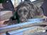 Flat coated retriever Freja