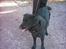 Flat coated retriever Freja