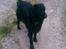 Flat coated retriever Freja - nyt