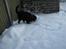 Flat coated retriever Freja - nyt