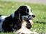 Cocker spaniel chikko - chikko min pragtfulde lille hund,er desværre ikke mere, han er i himmelen ved alle de andre skønne hunde.