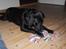 Labrador retriever Bella R.I.P :(