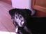 Labrador retriever Bella R.I.P :(