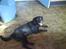 Labrador retriever Tanni<3 - Jeg tager lige en slapper<33;)