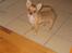 Chihuahua wejner
