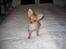 Chihuahua wejner