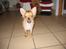 Chihuahua wejner