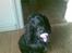 Cocker spaniel Frida - Mor og far glemmer nogen gange at jeg IKKE er en baby:)