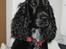 Cocker spaniel Frida - Sidder i vinduet på kontoret og nyder ugsigten udover byen.