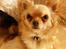 Chihuahua      *Ronaldo*