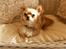 Chihuahua      *Ronaldo*