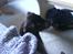 Labrador retriever Tanni<3
