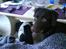 Labrador retriever Tanni<3 - Undslyld kvaligteten:)!