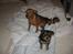 Blanding af racer Norah - Norah & Snoops, & storbror Simba der sover .. 