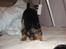 Blanding af racer Norah - Norah Bagerst & storbror Simba
