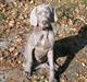 Weimaraner Aica Silver Hunter´s Alba