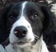 Engelsk springer spaniel Zimba