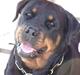 Rottweiler Victoria
