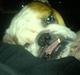 Engelsk bulldog Mojo *RIP*
