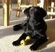 Labrador retriever (Formel 1) Fie (RIP 5/9 2017) <3 