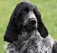 Cocker spaniel safir of mombasa.