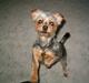 Yorkshire terrier Fie
